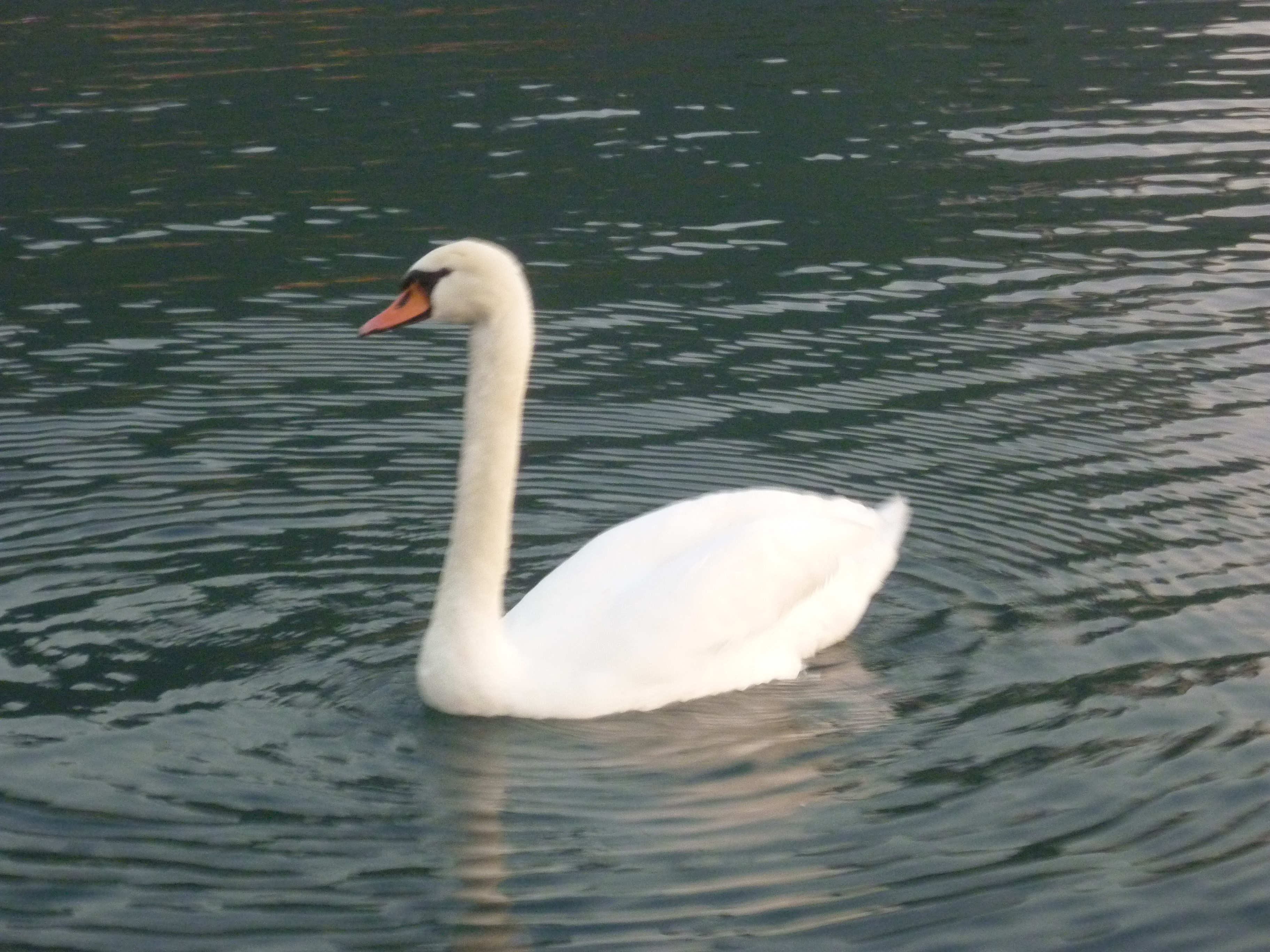 swan in lake